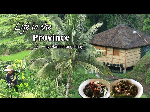 Quiet & peaceful life in province- Planting lemongrass, preparing free easy meals from our backyard