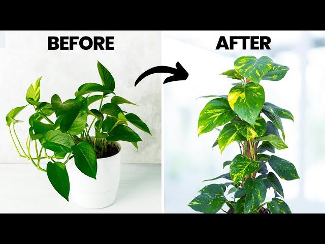 Grow Your Pothos 3x FASTER