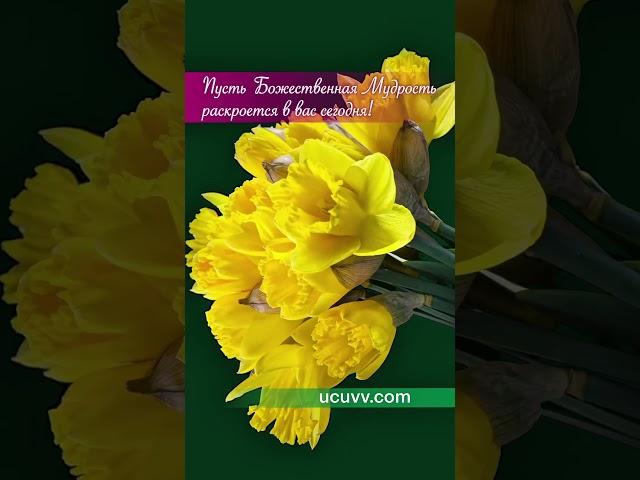 Пусть Божественная Мудрость раскроется в вас сегодня! #дистанционноеобучение  #учебныйцентр #владыки