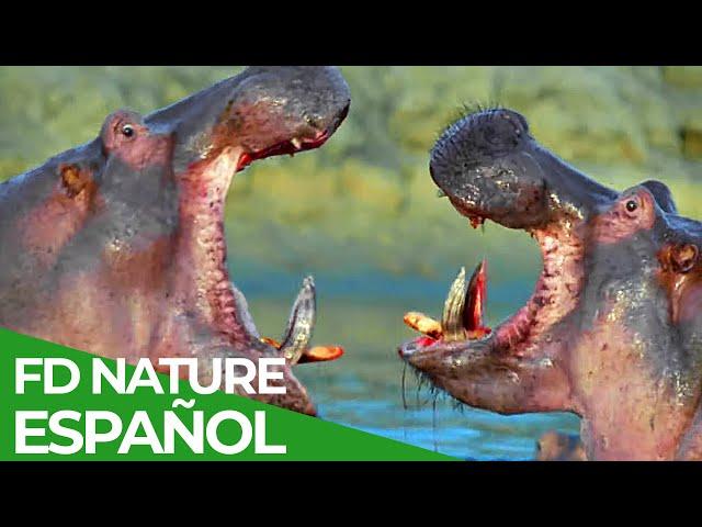 Carrera por Vivir | Episodio 4: Herbívoros: Los Tanques de la Naturaleza | FD Nature - Español