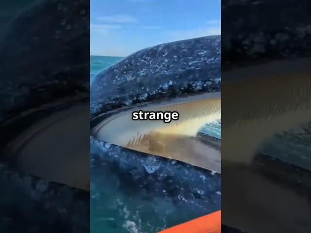 What’s Inside a Whale’s Mouth Will Surprise You! 