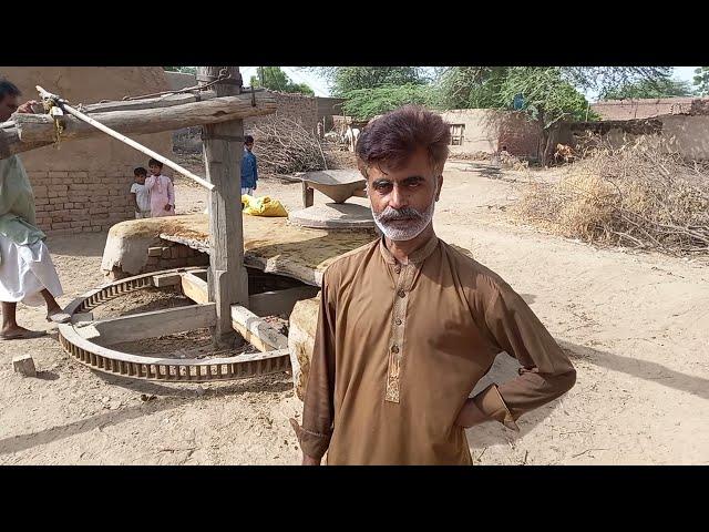 Bull powered flour mill | Flour machine  operated with Oxen | Old flour grinding technology