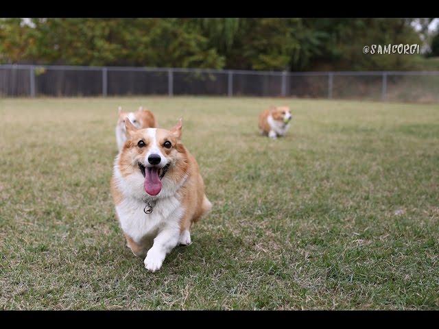 RUN! RUN! HARE RUN! - SAMCORGI