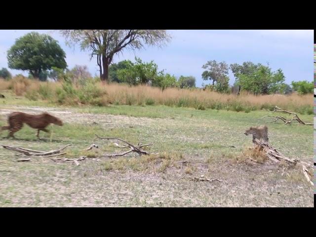 Cheetah Vs Leopard