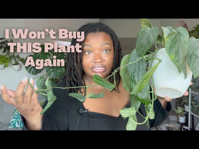 Chill Lofi PLANT CHORES | My Monstera Peru was rotting?!