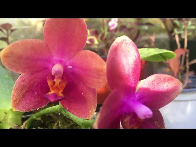 珍奇蝴蝶兰弥陀莲花 Blooming novelty phalaenopsis mituo sun queen 'lotus'