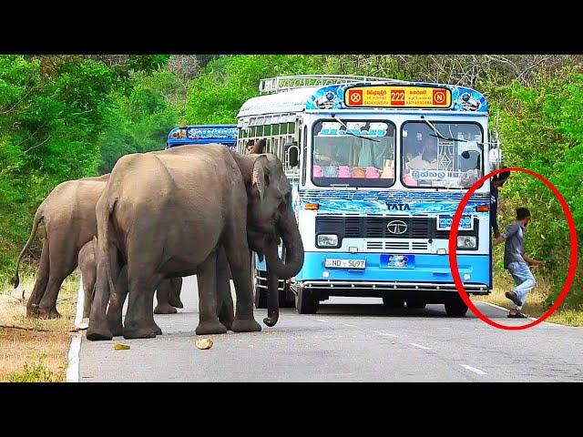 The herd of wild elephants has come to the road in an unsafe manner.