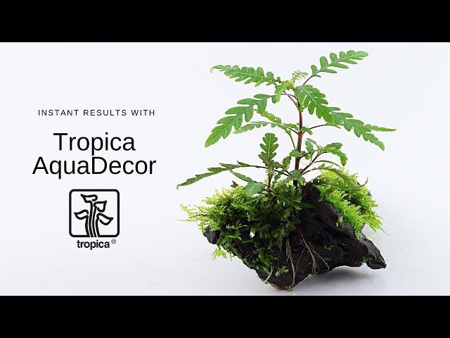 AquaDecor -  Instant Aquascapes!