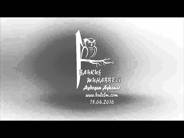 Aydoğan Aykanat- Baykuş Muhabbeti @kulefm