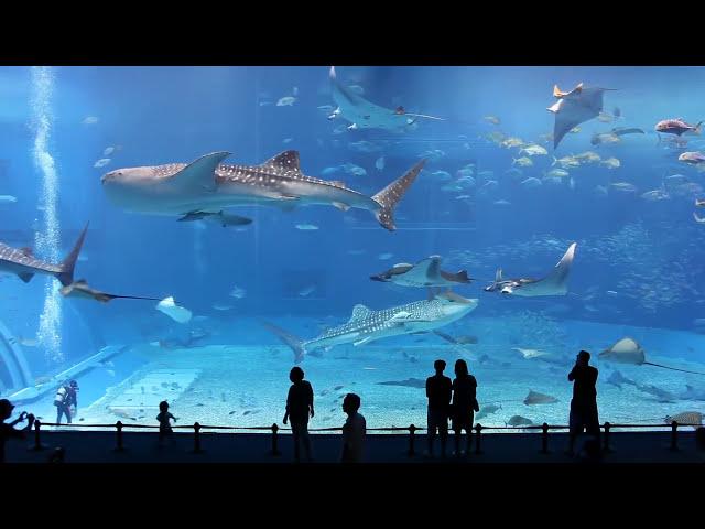 Kuroshio Sea - 2nd largest aquarium in the world - song is Please Don't Go by Barcelona