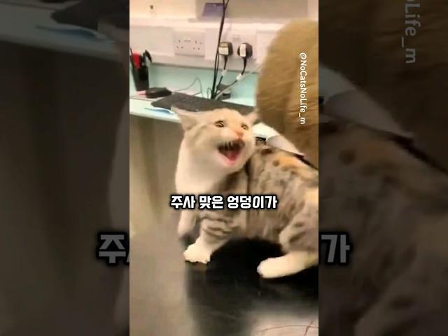 "냥이 살려" 주사 맞아 울부짖던 고양이가 바로 풀린 이유