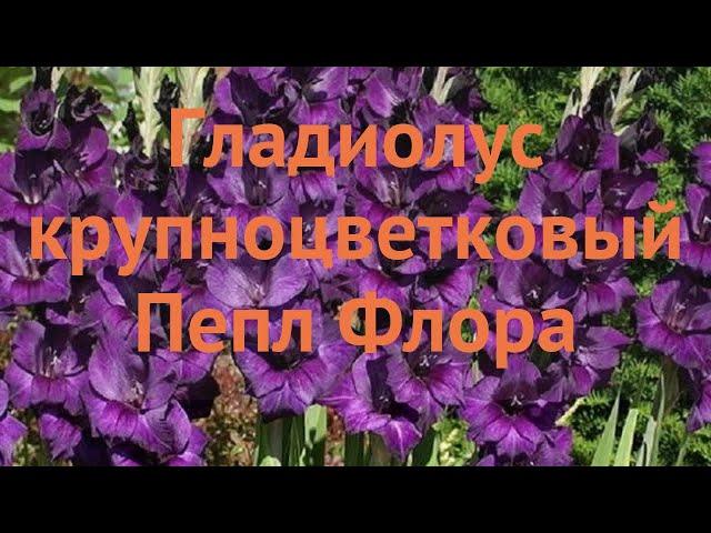 Гладиолус крупноцветковый Пепл Флора (gladiolus)  обзор: как сажать, луковицы гладиолуса Пепл Флора