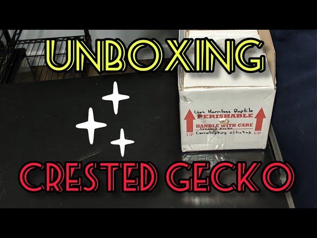 Unboxing of... Red Crested Gecko!