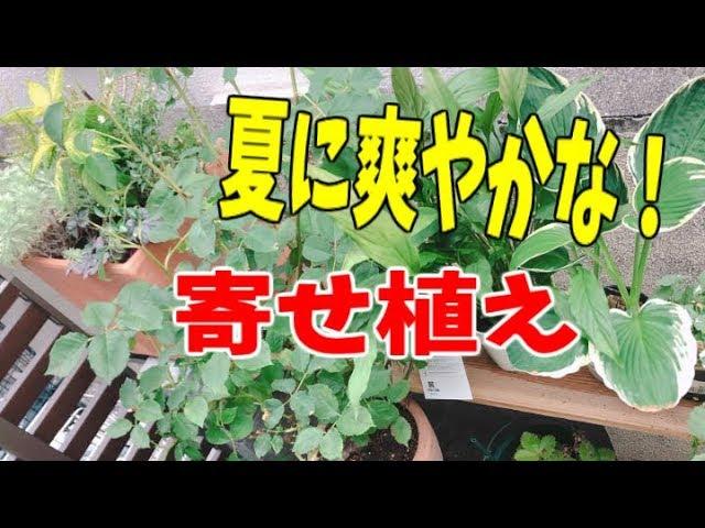 寄せ植え作ってみました！夏は葉っぱで爽やかに...#StayHomeandgardening #WithMe