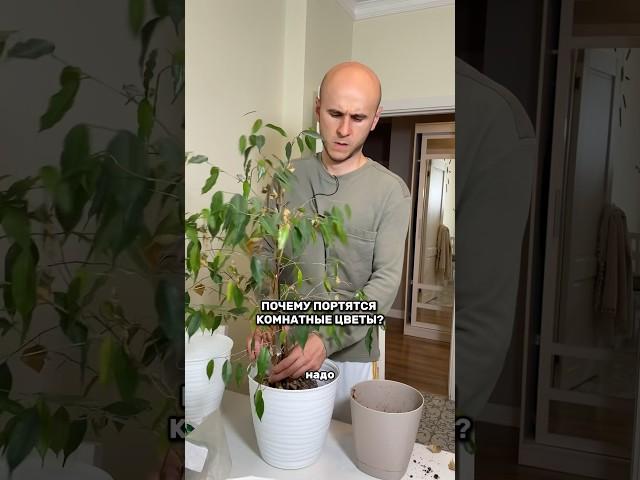 Как правильно пересаживать комнатные цветы?