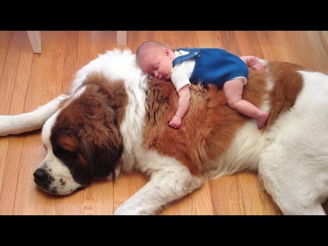 When Dog And His Baby Brother Share Every Milestone Together 