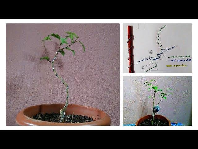 How To Make Ficus Bonsai || Bonsai Wiring And Shapes Basic || Ficus Air Layering Update.