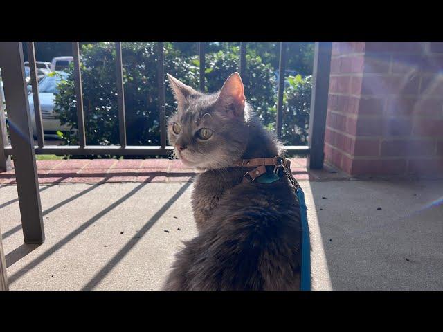 Mom! There’s A Cat Outside! It’s Not Me! | BilliSpeaks