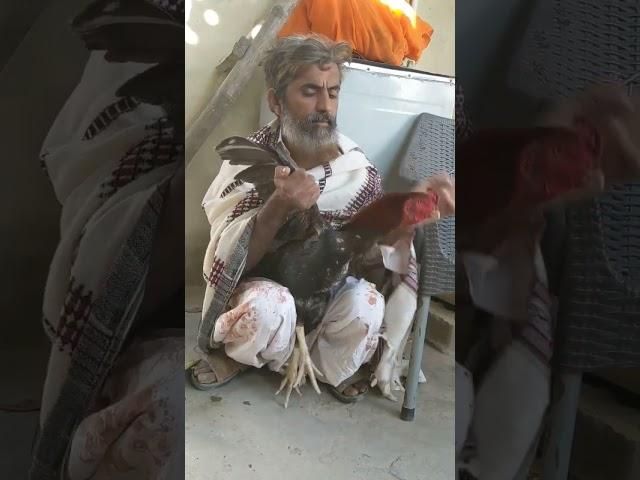 murge ki malish 