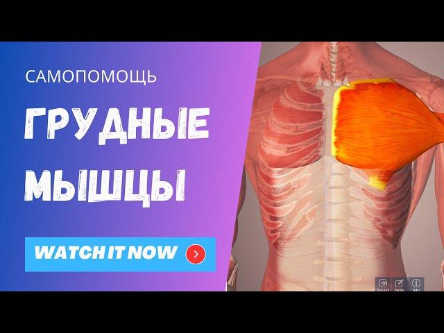 Малая и большая грудная мышцы. Целевые движения. Управление.