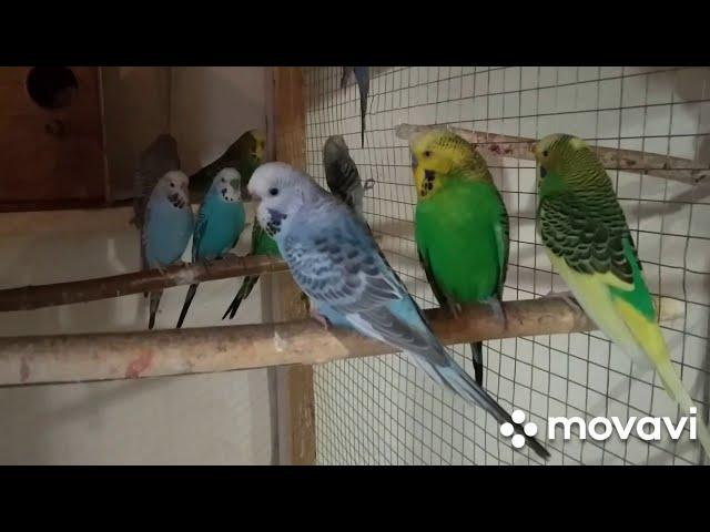 Сезон разведения попугаев, открыт! Вольерное разведение попугаев.