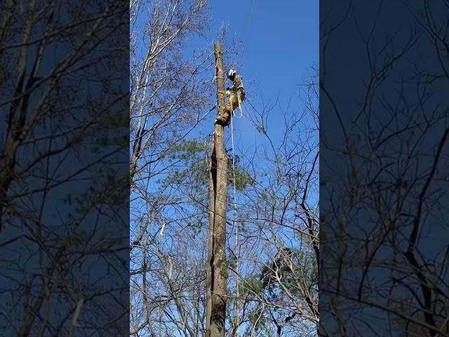 TRASHCAN? #treework #arborist #professional #rigging #tree #tree #warriors