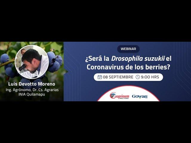 ¿Sera la Drosophila suzukii el Coronavirus de los berries?