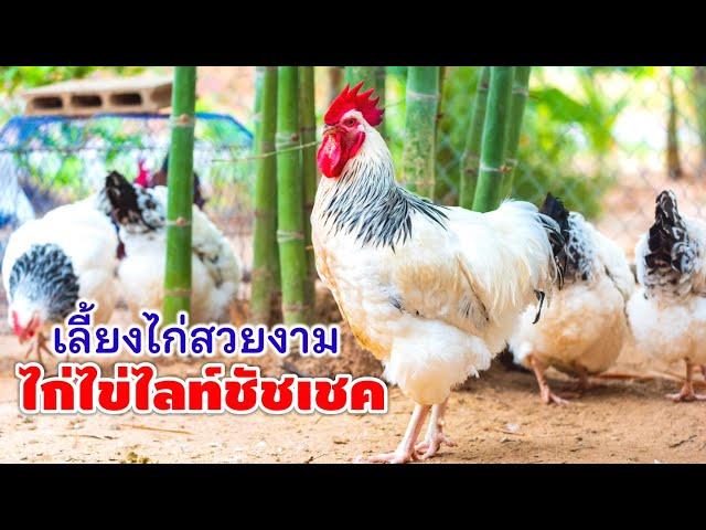 เลี้ยงไก่ไข่ไลท์ชัชเชค ไก่ไข่สวยงามสายพันธุ์ต่างประเทศ