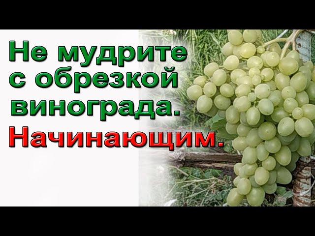 Не мудрите с обрезкой винограда. Начинающим.