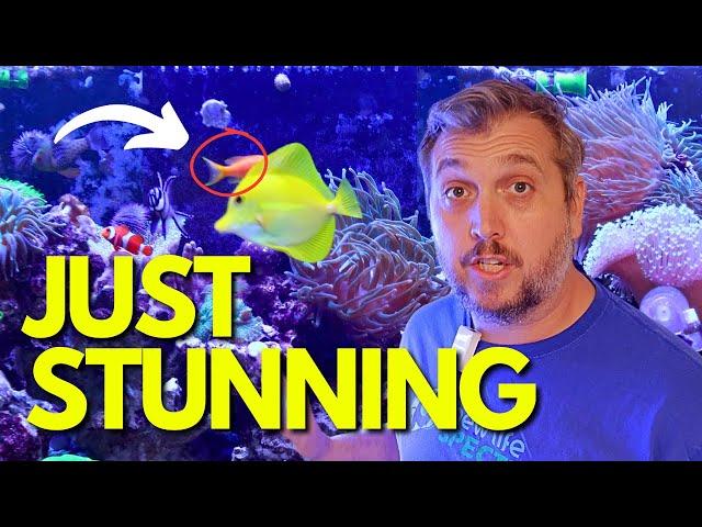 All The Fish In My 125g Reef Aquarium...