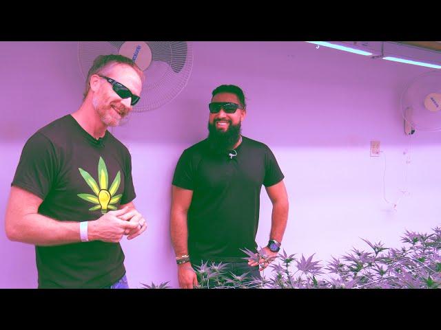 Phillips LED Grow Light - Deep Water Culture Cannabis Grow- BLOOMCRAFT  - HPS vs LED