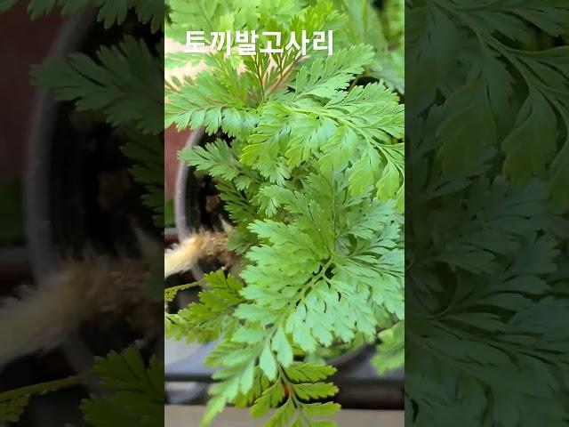 더그린가든센터 토끼발고사리