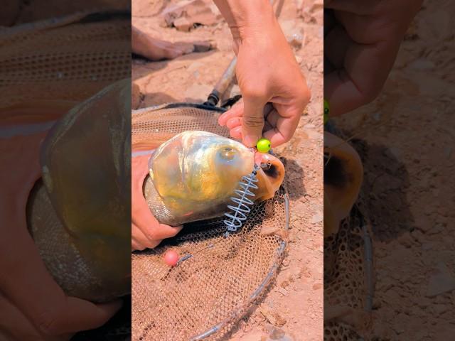 feeder hook#silver catch#fishing #big size fish#biggamehunting #villagelife #asianwildlifeconserva