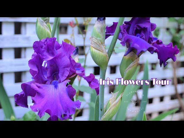 Iris Flower Tour