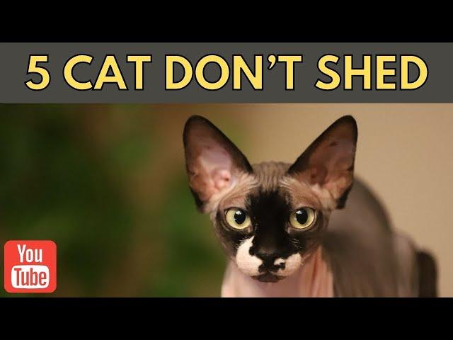 5 Cat Breeds That Don’t Shed