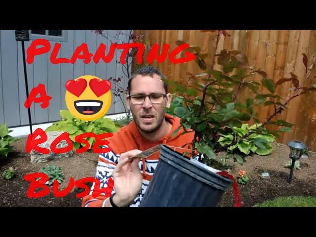 Let's Plant a Rose Bush !!