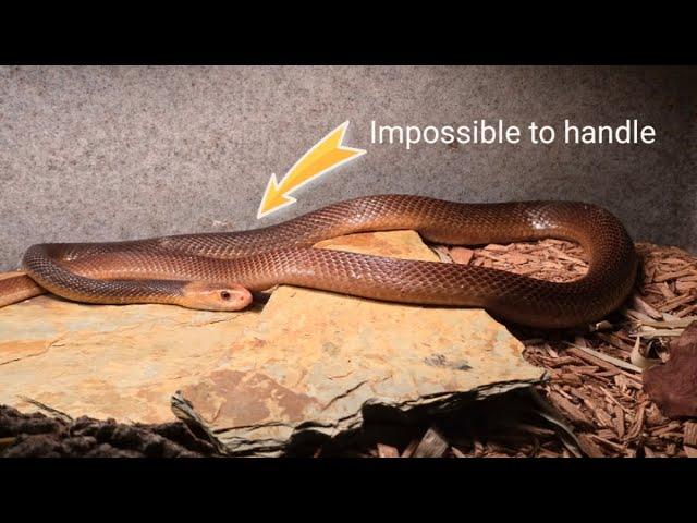 These venomous snakes are INSANE!