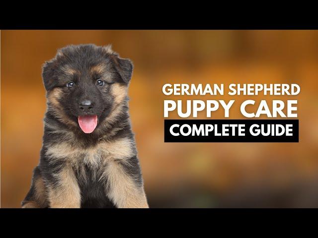 German Shepherd Puppy Care: A Complete Guide for New Owners