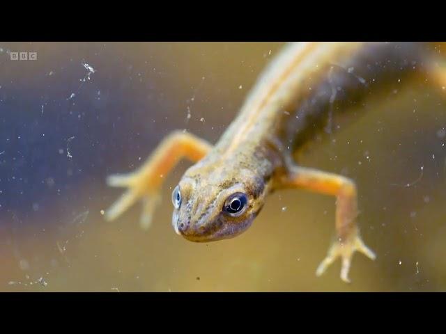 Smooth Newts on Springwatch (2022)