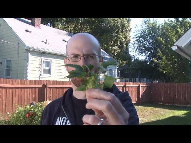 Brewing TV - Episode 45:  Hop Madness 2011