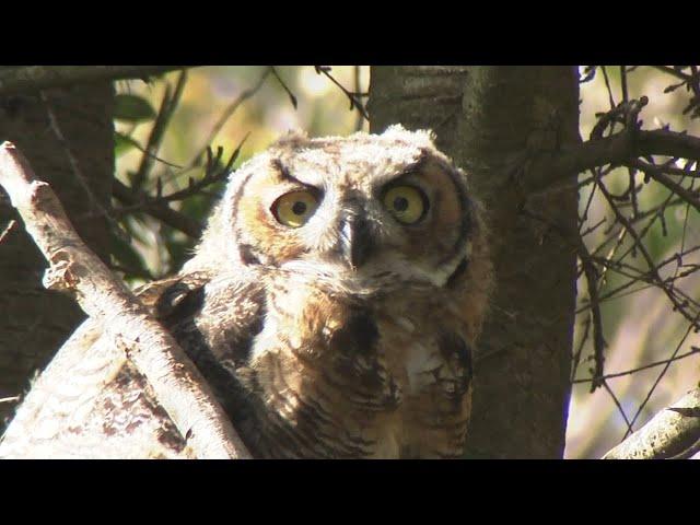 Bird lovers flock to San Francisco neighborhood to spot owl family sensation