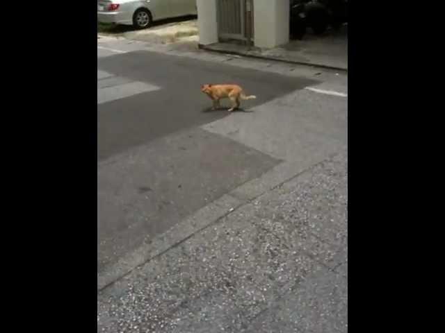 Stalk Cat