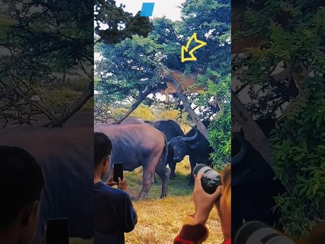 The hunter king becomes the hunted 