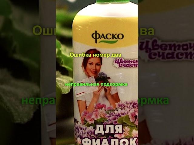 Устранив эти 3 ошибки в уходе, ваши фиалки зацветут шапкой