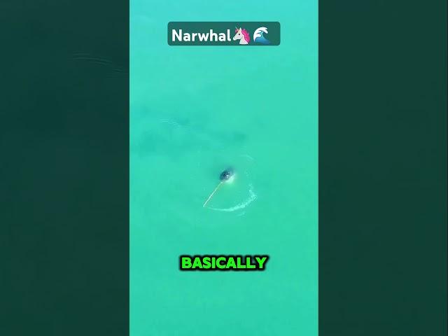 Discover the narwhal, the ocean’s unicorn with a 3-meter tusk!  #WildFacts #Narwhal #CuriousFauna