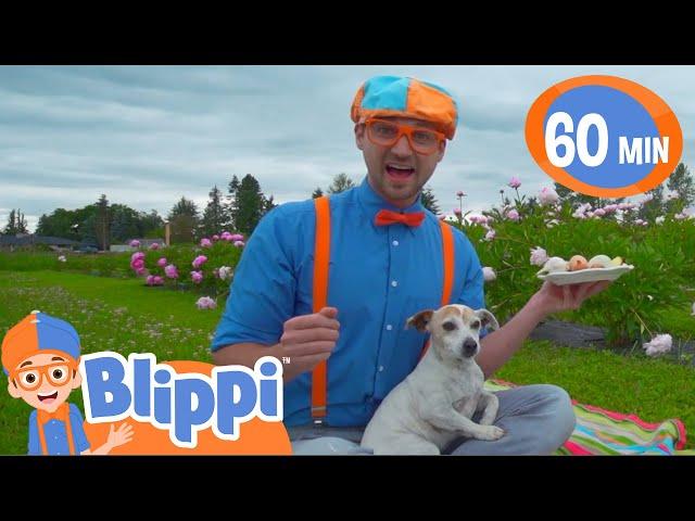 Blippi Visits a Farm and Finds Animals! | Blippi | Animals for Kids