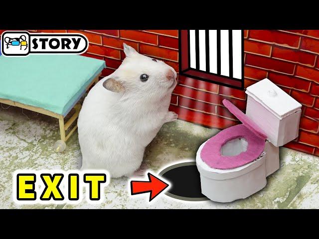  Hamster escape from prison  Hamster maze with traps  Homura Ham Pets