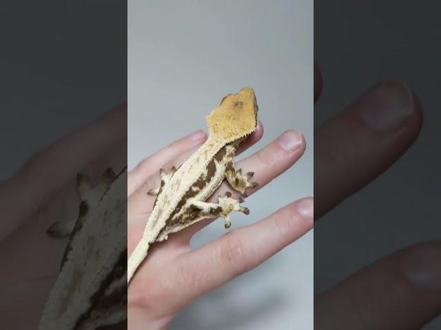 Jumpy LW Crested Gecko