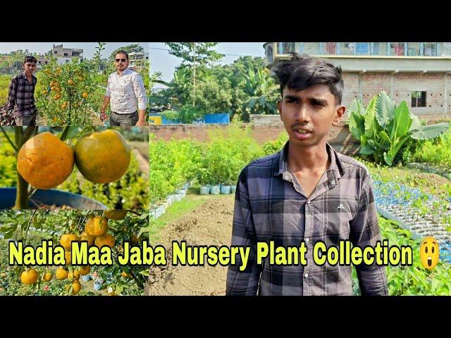 Nadia Maa Jaba Nursery Plants Collection  // Full Tour 2024// #mini_gardener