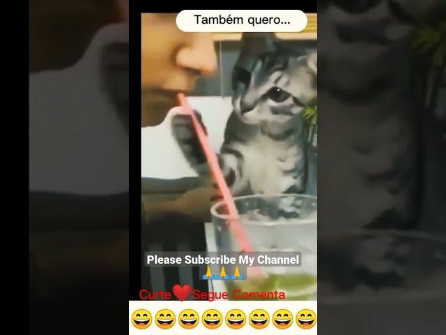 Funniest Cat Video | Funny Cats video | Funny Cats memo #cat #funnycat #pet #catforever #catlover
